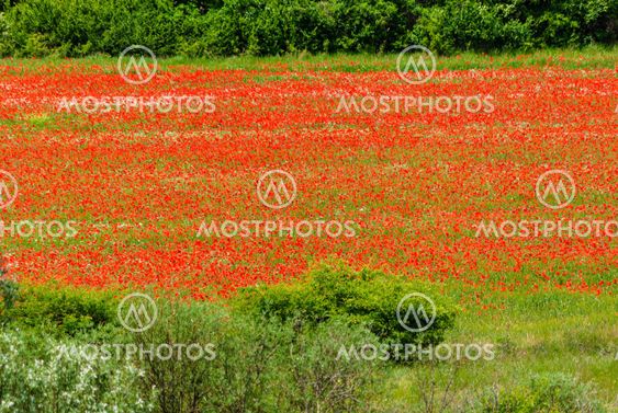 Poppy field
