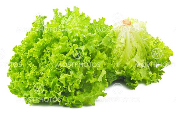 Fresh Lettuce on the white