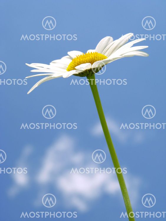 daisy