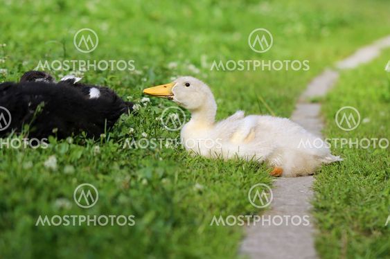 Beautiful ducks