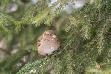 Sparrow sits on a branch without leaves in the sunset...