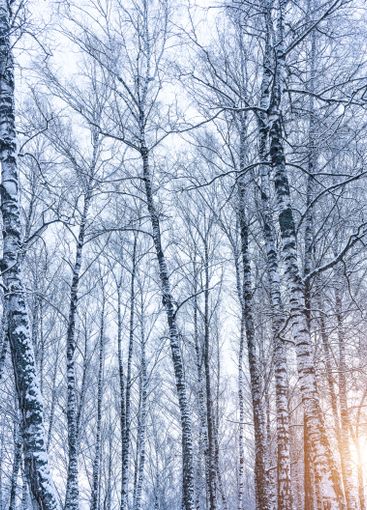 Birch grove after a snowfall on a winter. Sunlight...