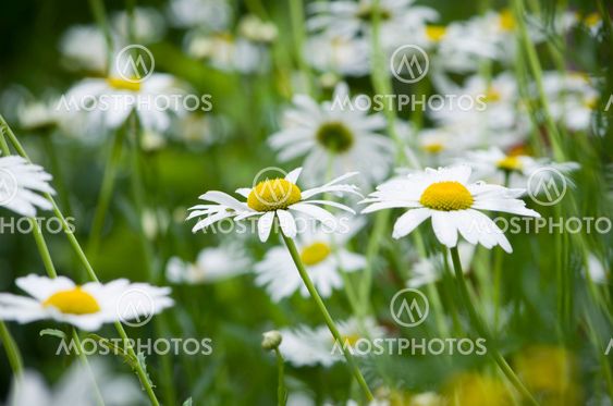 flowers white daisies the field among a grass