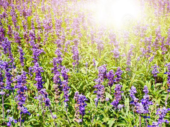 Lavender