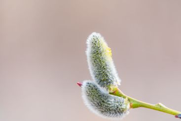 Nature awakes in spring. Blooming willow twigs and furry...