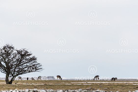 Group of deers grazing in a snowy landscape