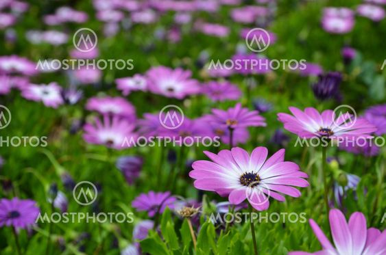 Pink daisy in focus