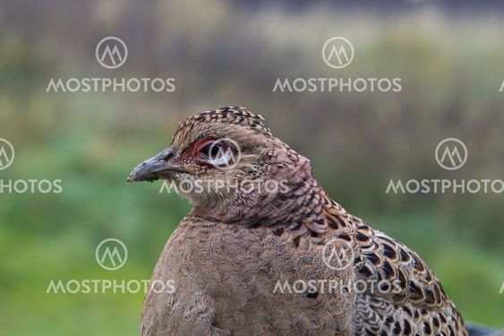 Fasan (Phasianus colchicus)