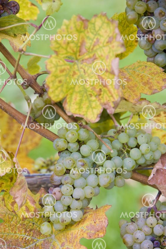 grapes (Weiser Riesling Kl.7 Steinberg), Germany