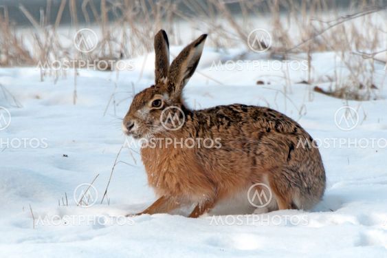 Den europæiske hare (Lepus europaeus)