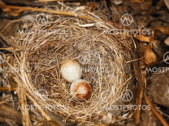 Eggs of Dark-eyed Junco