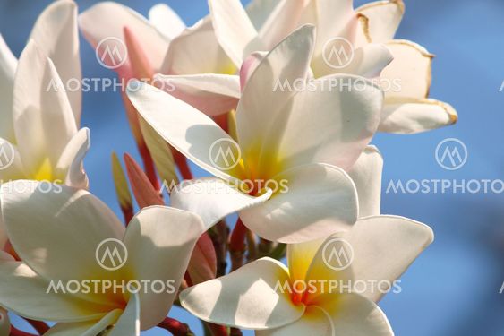 Close-up of beautiful white plumeria
