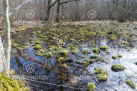 Våtmark i naturreservatet Halltorps Hage på Öland