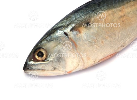 Fresh mackerel fish