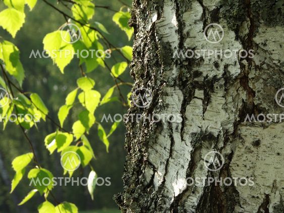birch tree