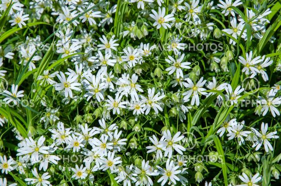 Carpet of white flowers