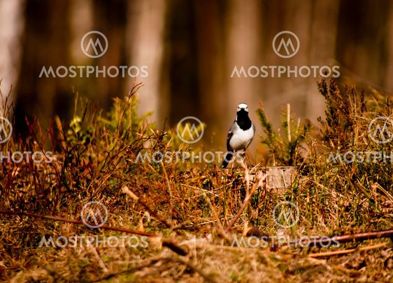 white wagtail ( motacilla alba )