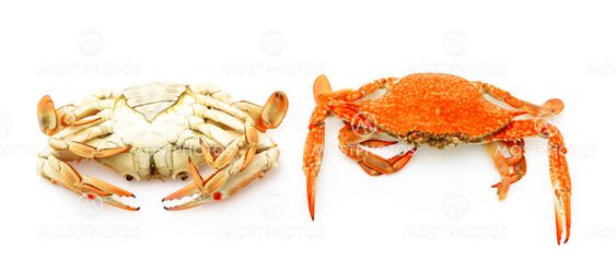 Steamed crabs on white background .