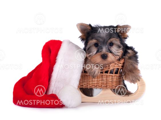 Yorkshire terrier