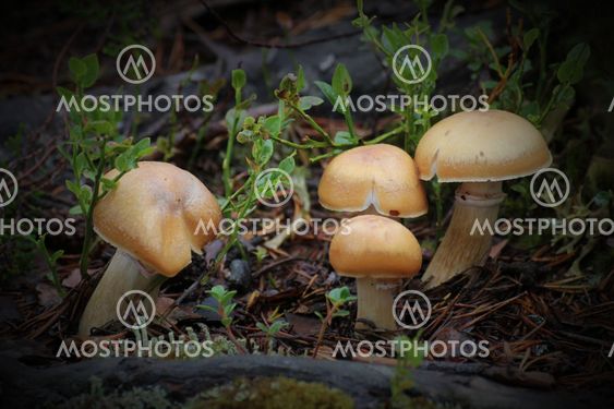 Group Of Mushrooms