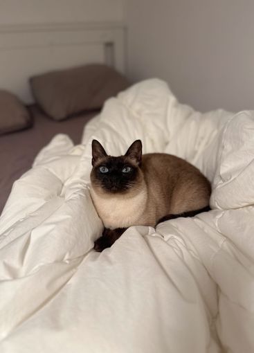 Siamese cat sitting on a neatly arranged white...