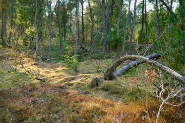 Forest and trees in very early spring - Denmark. A photo...