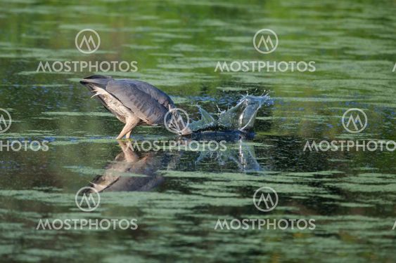Great Blue Heron Fishing