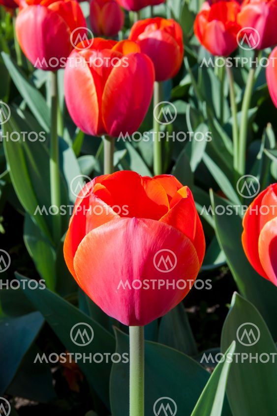 tulip in flower field