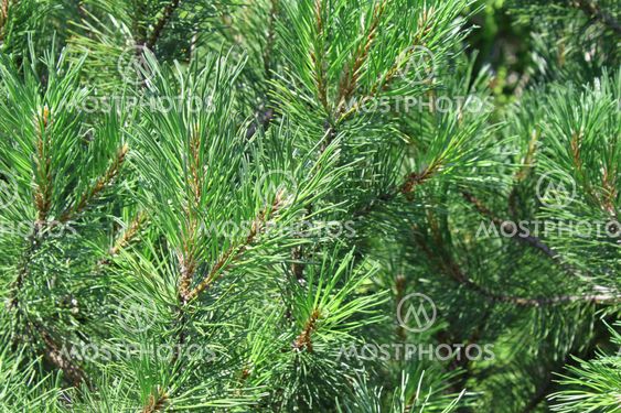 Background of pine needles.