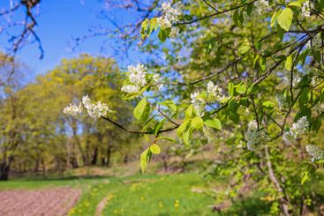 Blommande hägg en solig vårdag på en äng