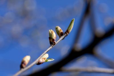 the branches of the bird cherry tree in the spring season