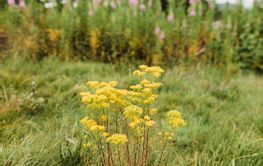 Wild flowers on the meadow in the mountain 