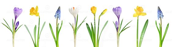 Spring flowers in a row
