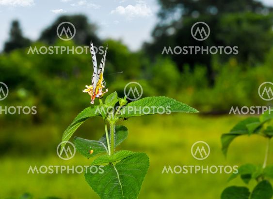 Butterfly Landscape Common Jezebel Delias eucharis copy space