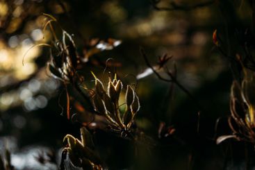 Delicate seed pods highlighted by gentle sunlight...