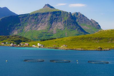 Salmon farming, fish farm in the sea