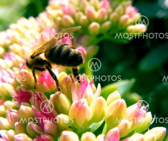 Bee
