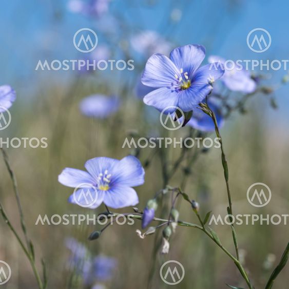 Blue flax flowers closeup