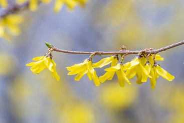 Forsythia. Blooming forsythia bush. Yellow flower on a...