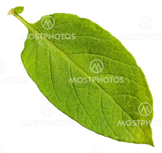 green leaf of potato plant isolated on white