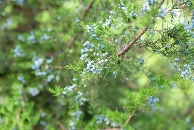 Juniper branch with berries. thuja evergreen coniferous...