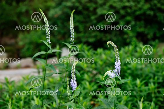 Veronica longifolia flowers