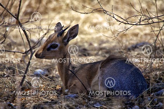 a damara dik-dik in etosha national park