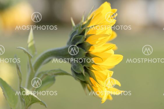 Sunflower from the side in bright yellow color and green