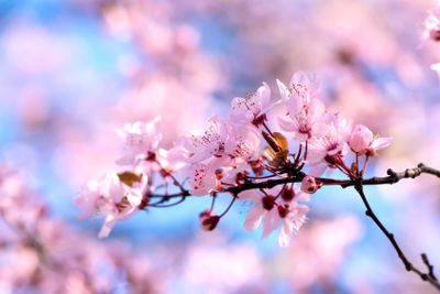 Blossoming Japanese cherry tree