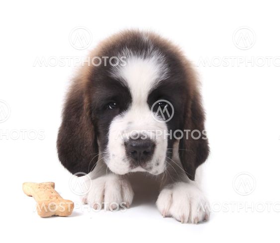 Saint Bernard Puppy Portrait