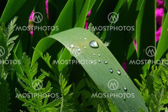 Wassertropfen auf Blatt - waterdrop on leaf 02