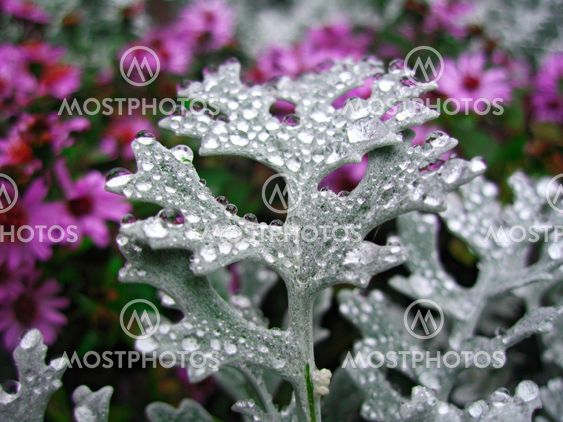 Bed, kukat sateen jälkeen. Cineraria kasvaa.