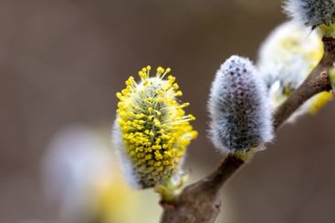 Close-up of willow catkins in early spring