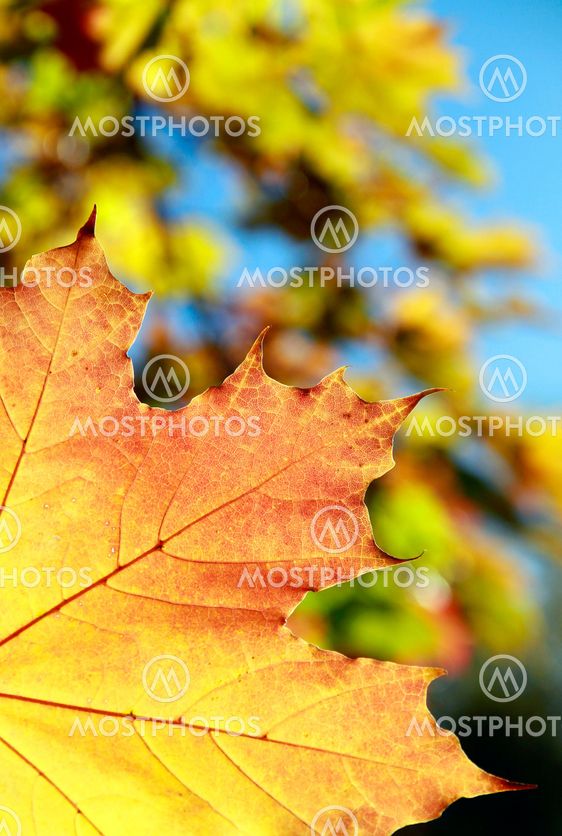 Autumn Leaves